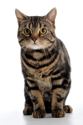 SC Hallonstrands Captain Morgan