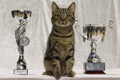 S*Aniratax Gold Rush