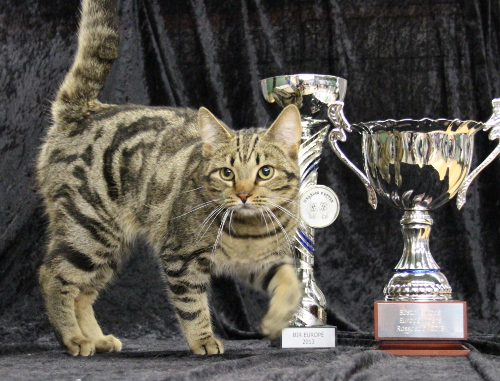 S*Aniratax Gold Rush