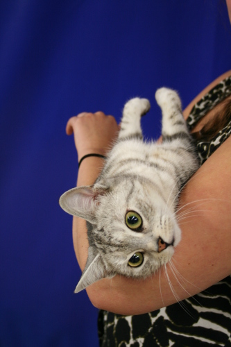 IC S*Aniratax Ice Ice Baby