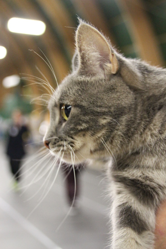 CH SE*Catelini’s Blue Charm