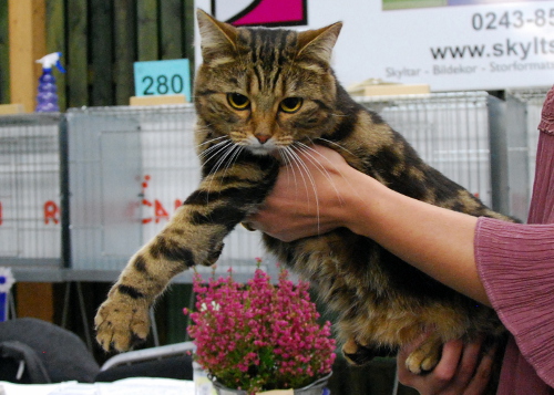 IP IC S*Hafvets Qvarn Jakaranda