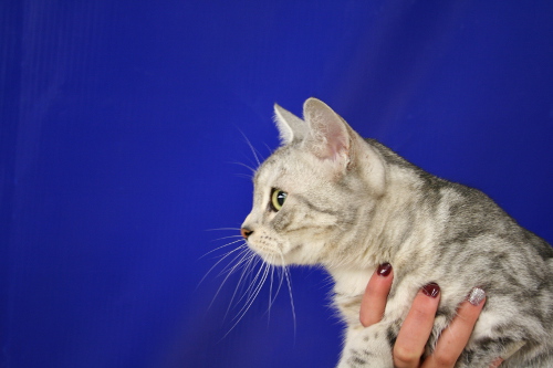 IC S*Aniratax Ice Ice Baby