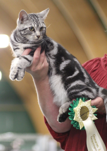 DK*Boholdt Indiana Jones