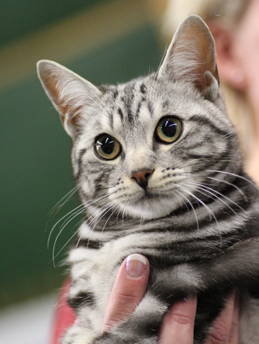 DK*Boholdt Indiana Jones