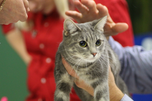 SE*Catelini's Blue Diamond