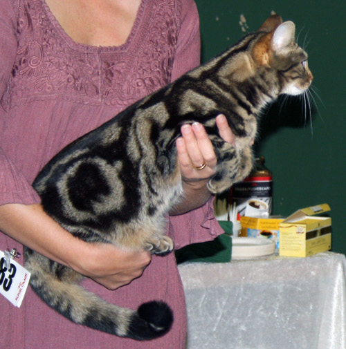 IC S*Hafvets Qvarn Zelda