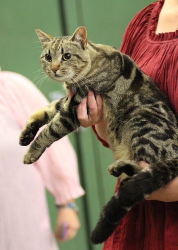 S*Silverblomman's Apollo