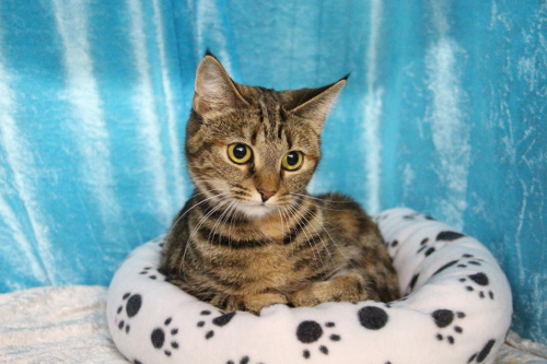 S*Silverblomman's Gullvivefjäril