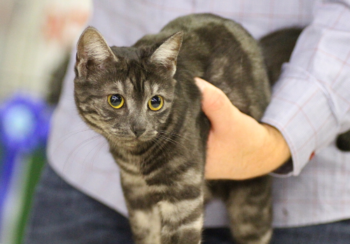 S*Silverblomman's Olga