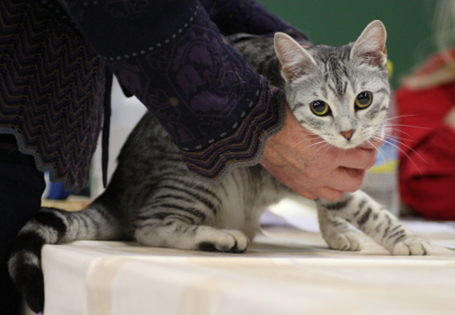 S*Silverblomman's Sissela