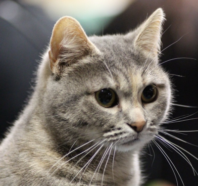 Silkkiturkin Menevä Macho