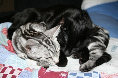 Två juniorer hos S*Aniratax