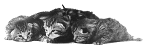Kattungar