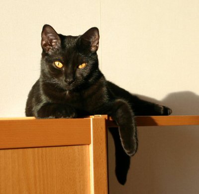 IC S*Lusali's Spirit