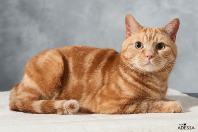 Silkkiturkin Menevä Macho