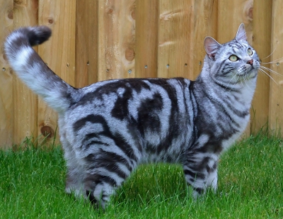 IC Eife's Ebenezar McCoy