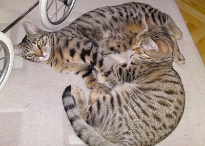 S*Offside's Nigella och Jamie Oliver