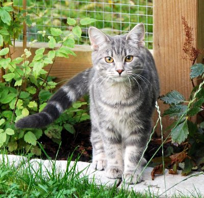 SE*Catelini's Blue Diamond