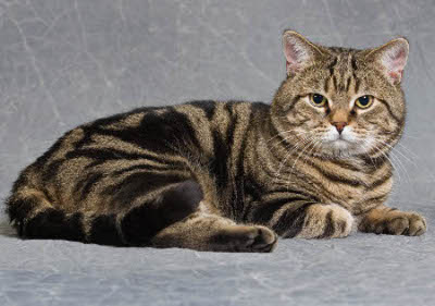 SP & EC Finnvedens Tokai, DSM